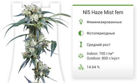 Сорт марихуаны NL5 Haze Mist fem NL5 Haze Mist от Green House Seeds