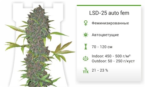 Сорт марихуаны LSD-25 Auto LSD-25 от FastBuds