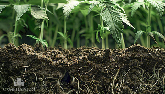 Стадия вегетации конопли